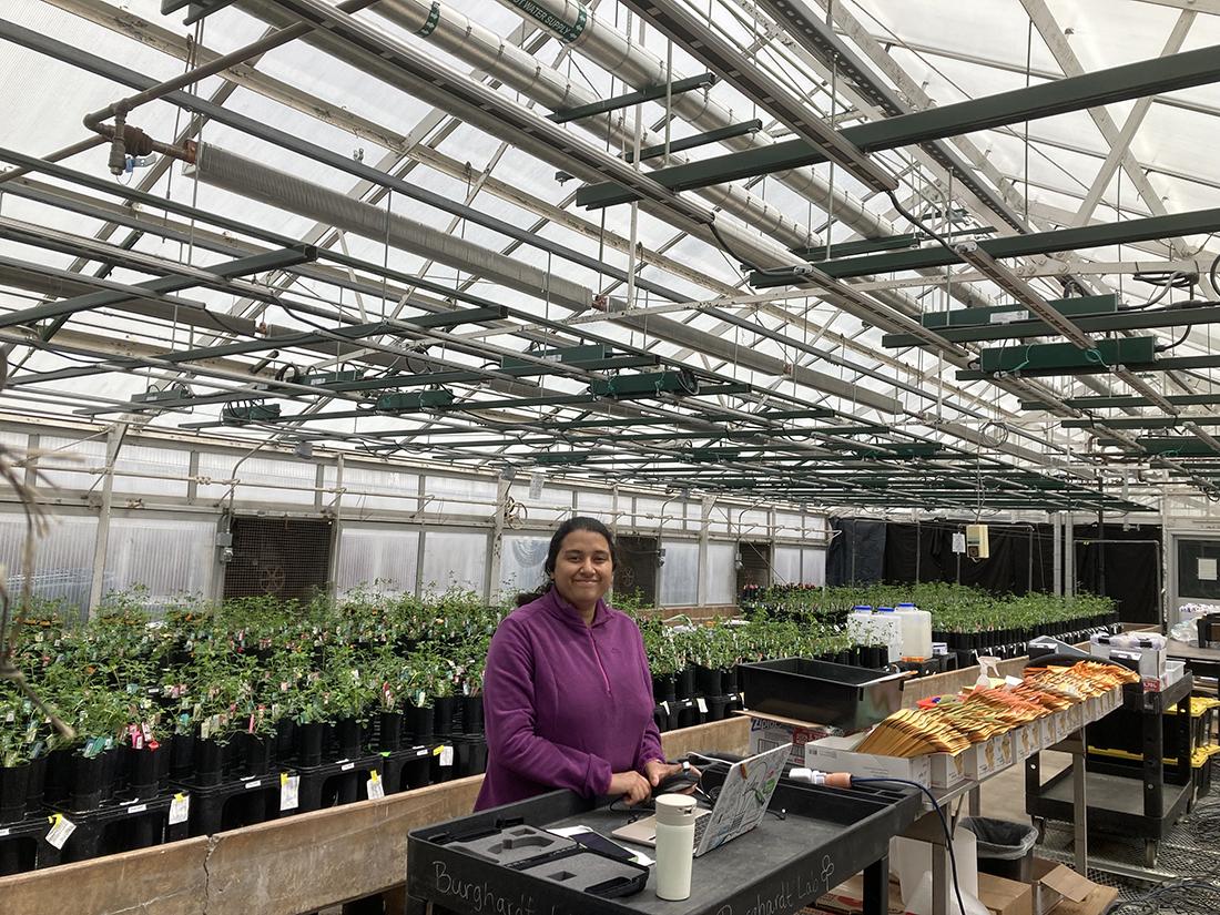 Person standing in a greenhouse