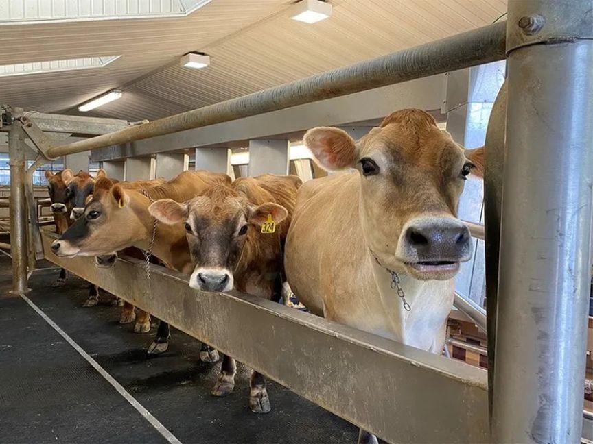 cows