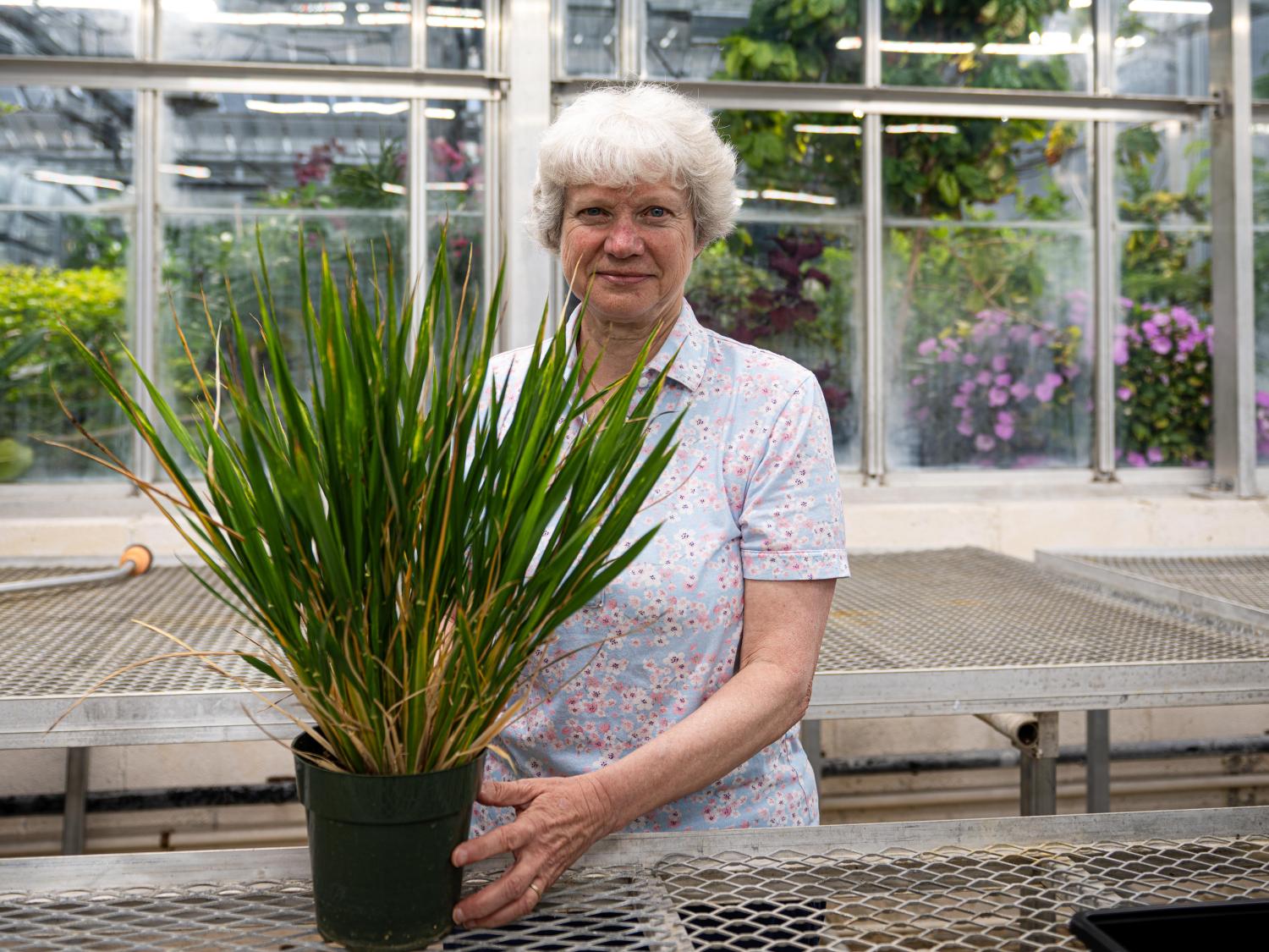 Person stands in a greenhouse, holding a plant. 