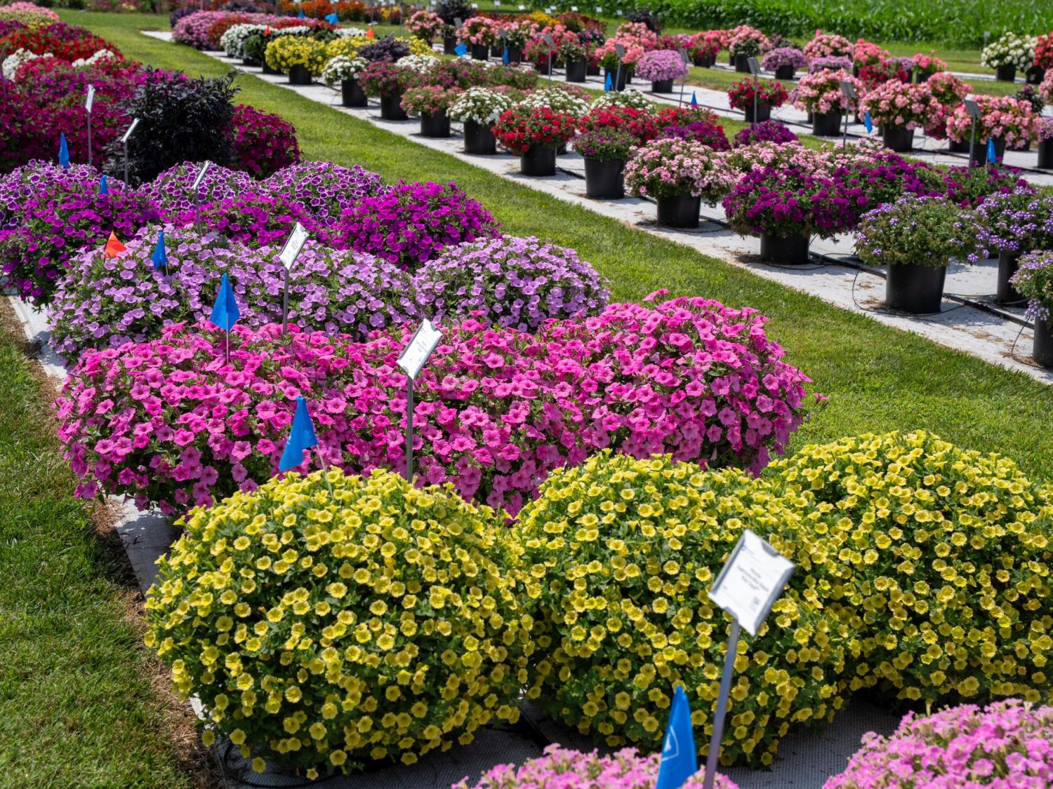Penn State Flower Trials