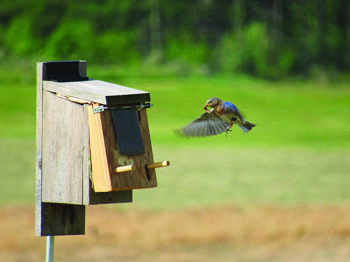 A bird approaches a nesting box