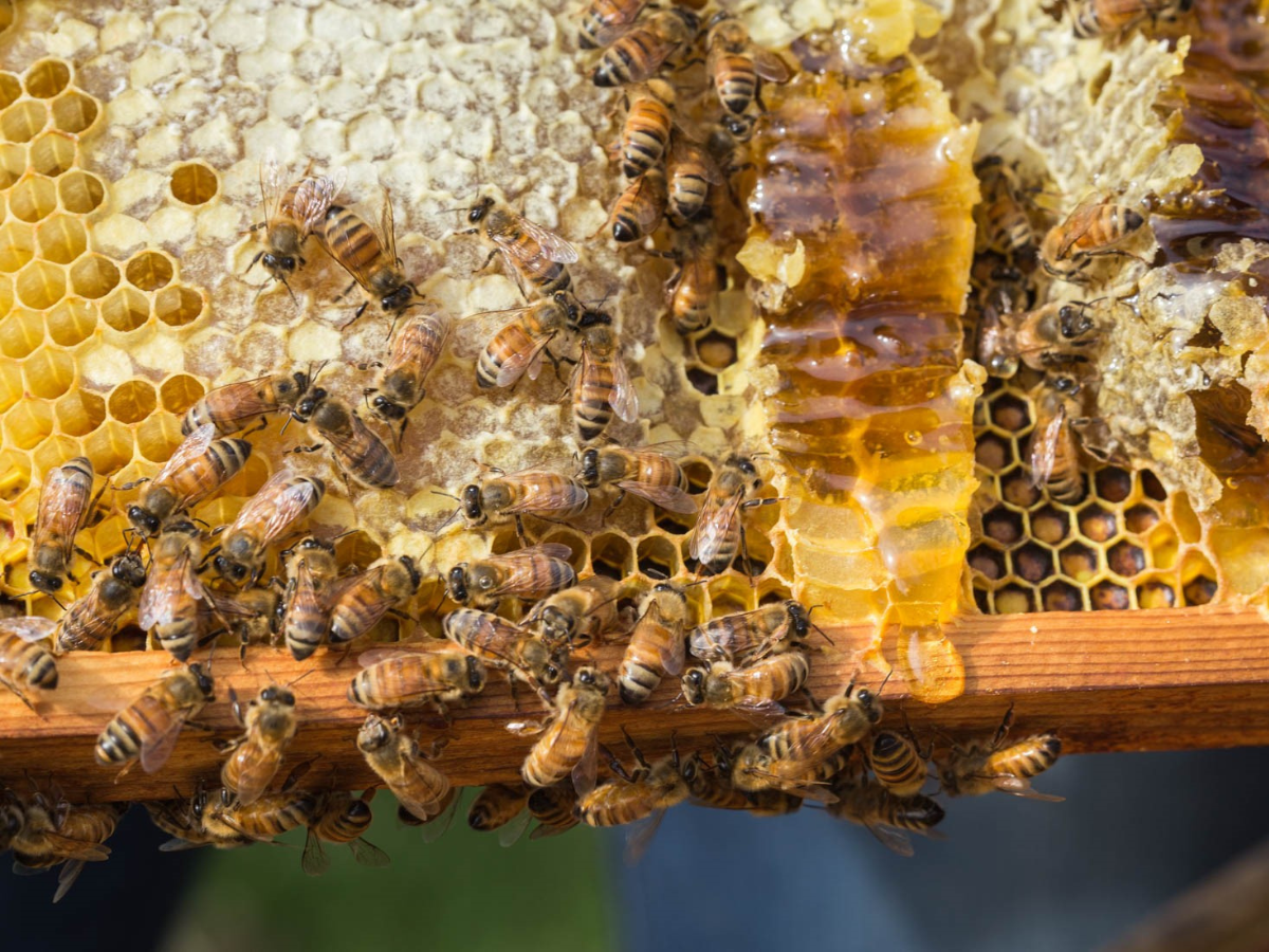 Bees on a honey comb
