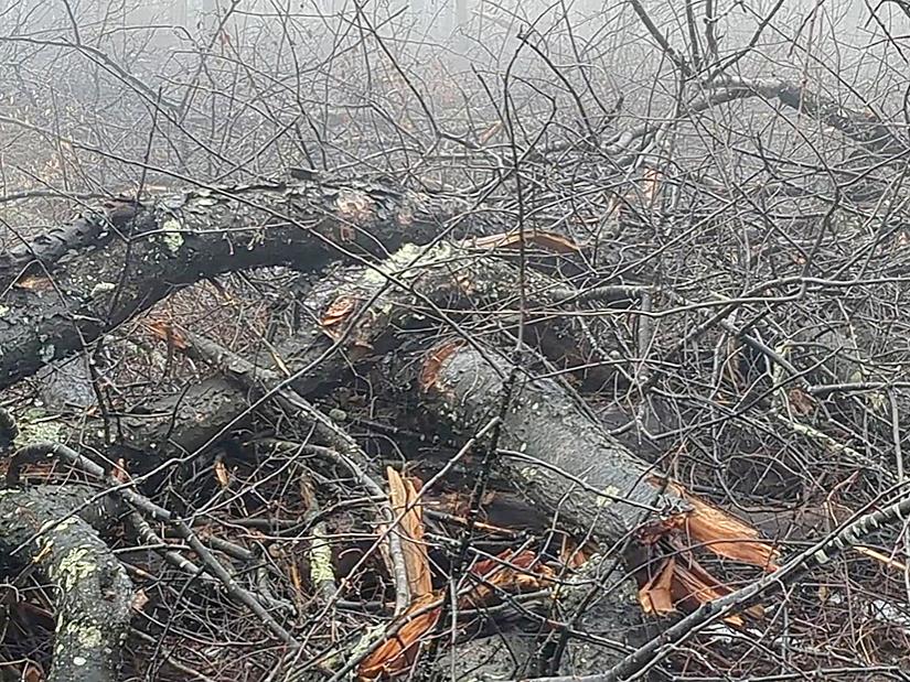 wasted wood