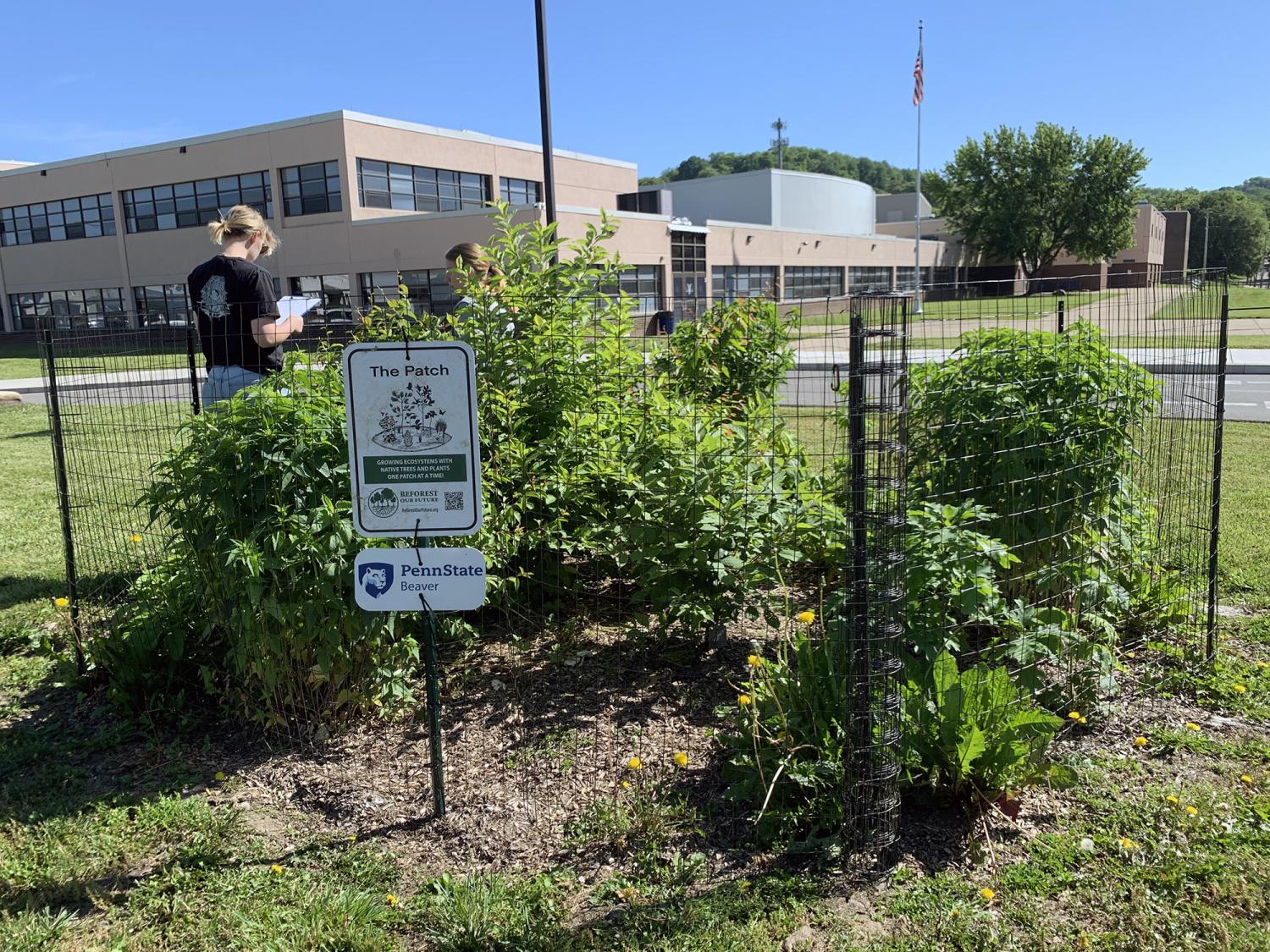A student walks around a small forest patch in front of a high school