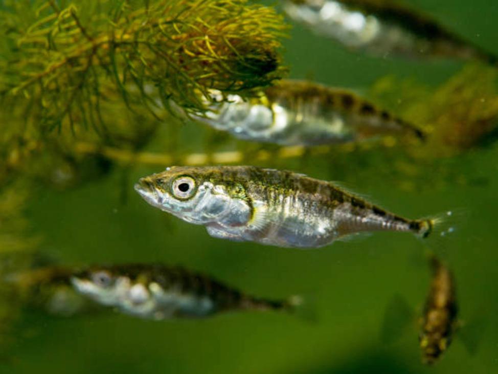 little fish among weeds