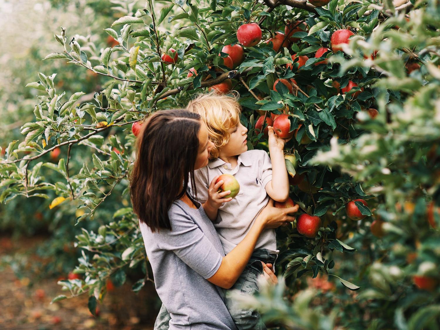 apple picking stock photo