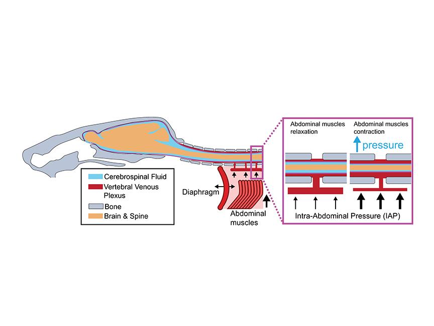 体幹の筋肉活動が脳血流を調節している可能性（Engaging the core could be regulating blood flow in the brain）