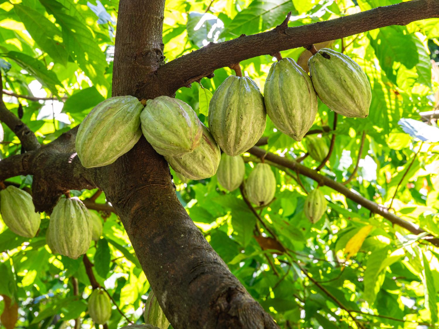 cacao tree with seed pods