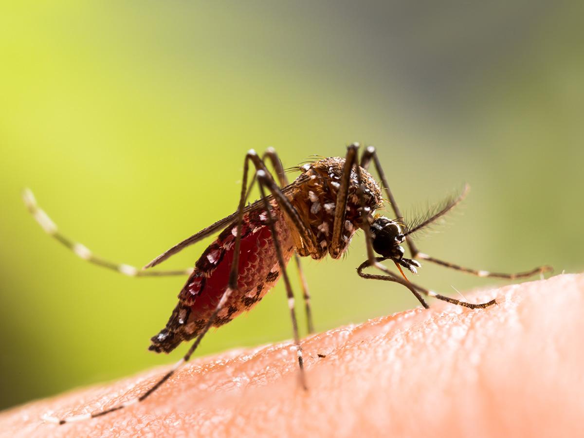 Macro photograph of a mosquito standing on textured human skin against a blurred green background.