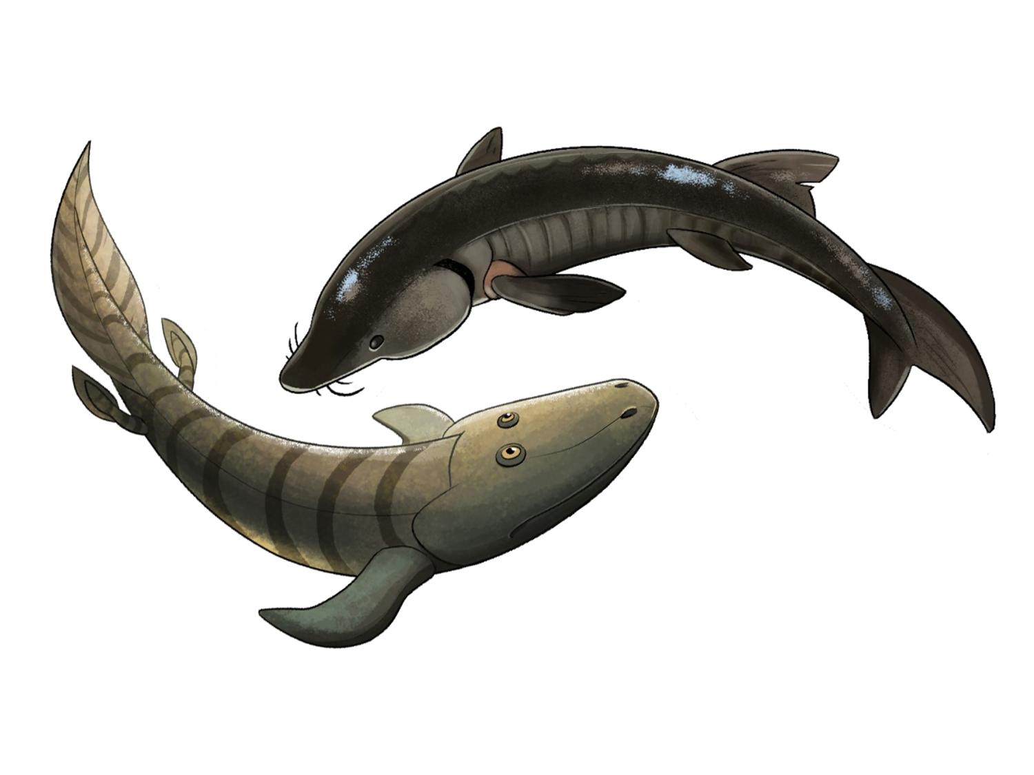 Illusration of a sturgeon and a reconstruction of the fossil fish, Tiktaalik.