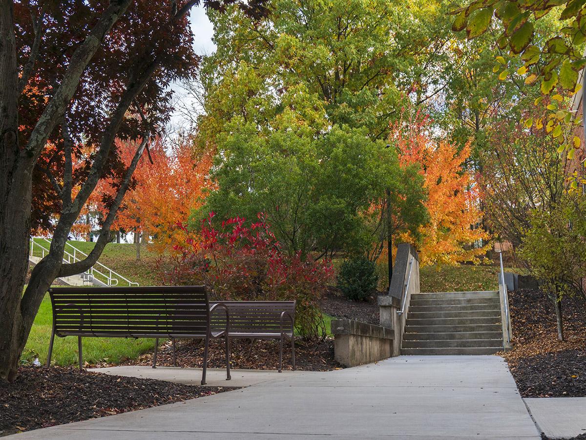 a oaved walkway and bench framed by several trees showing bright fall foliage colors