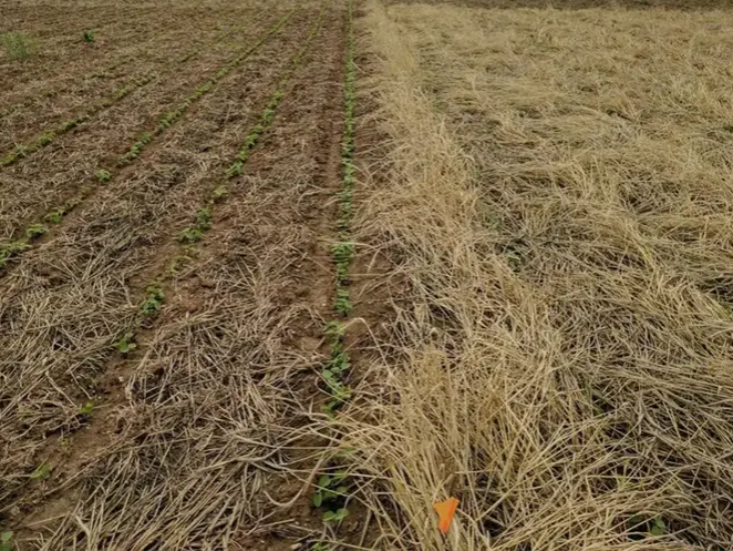 Cover crop for reg ag story