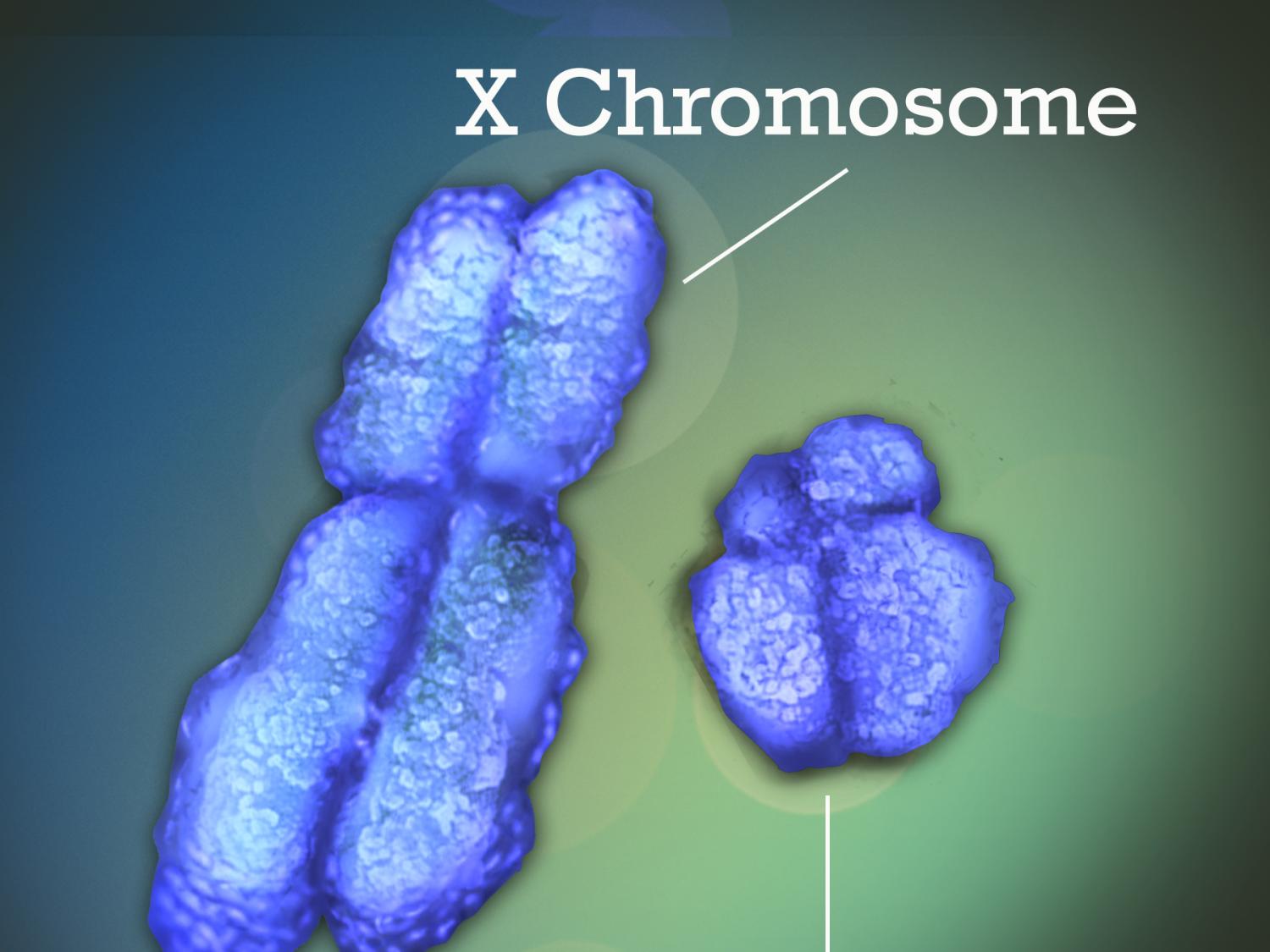 X and Y chromosomes