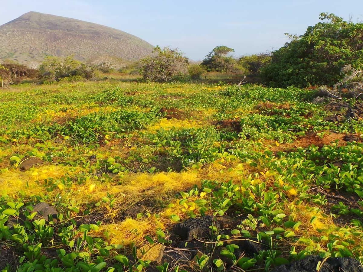 dodder spreads across a field