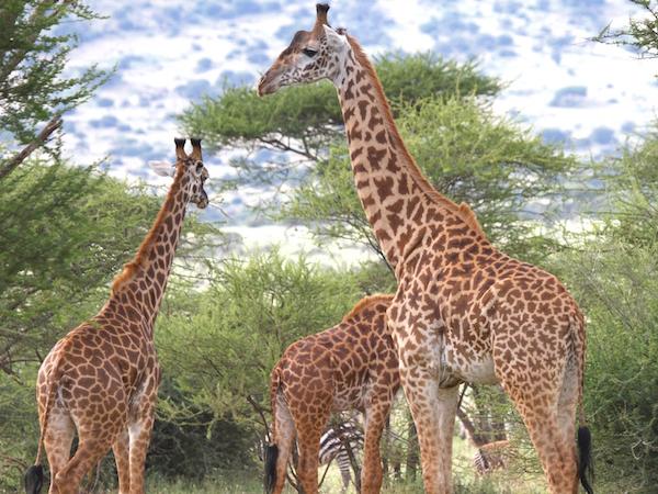 Three male giraffes hanging out in the sunshine