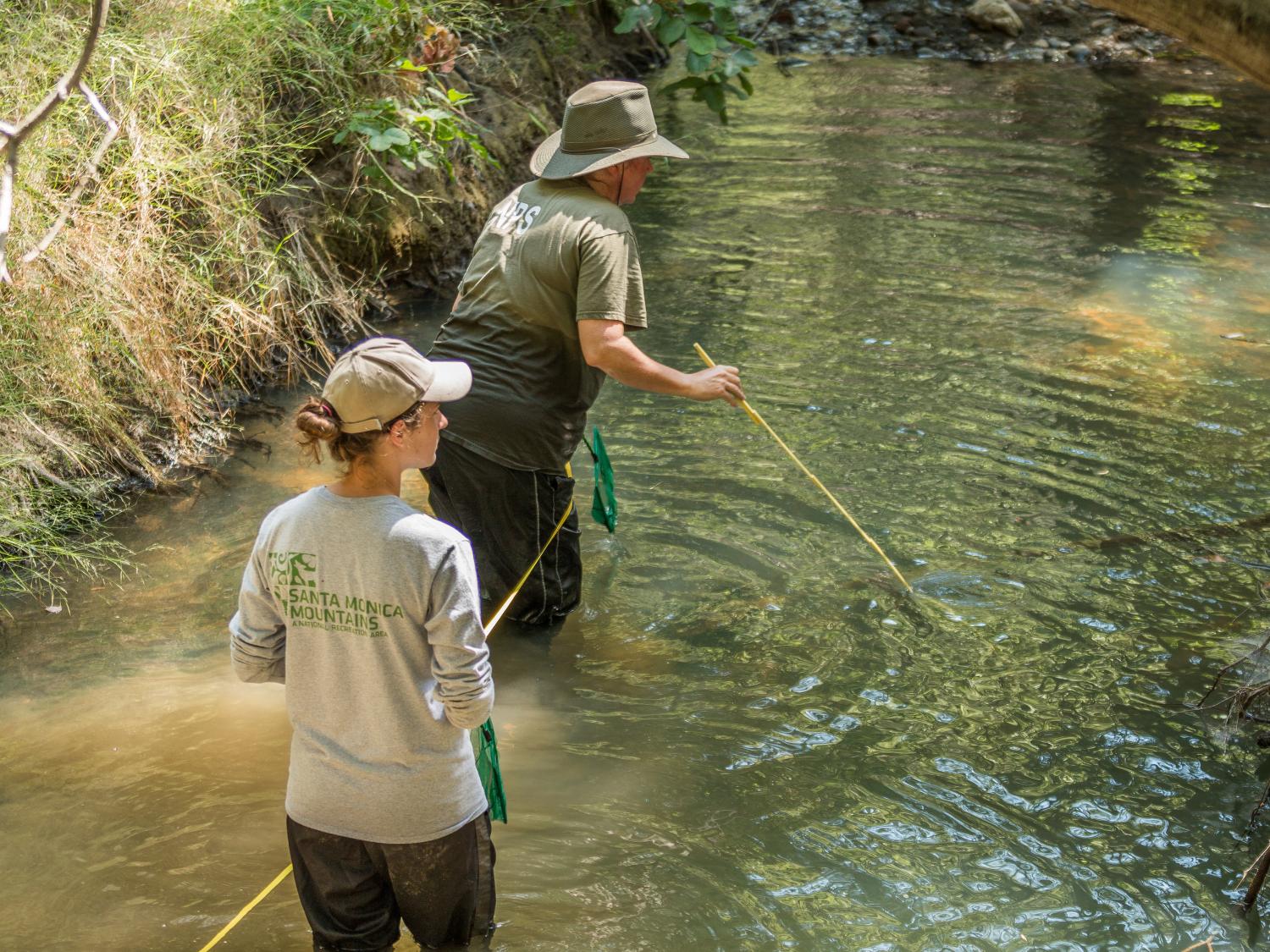 People monitoring stream