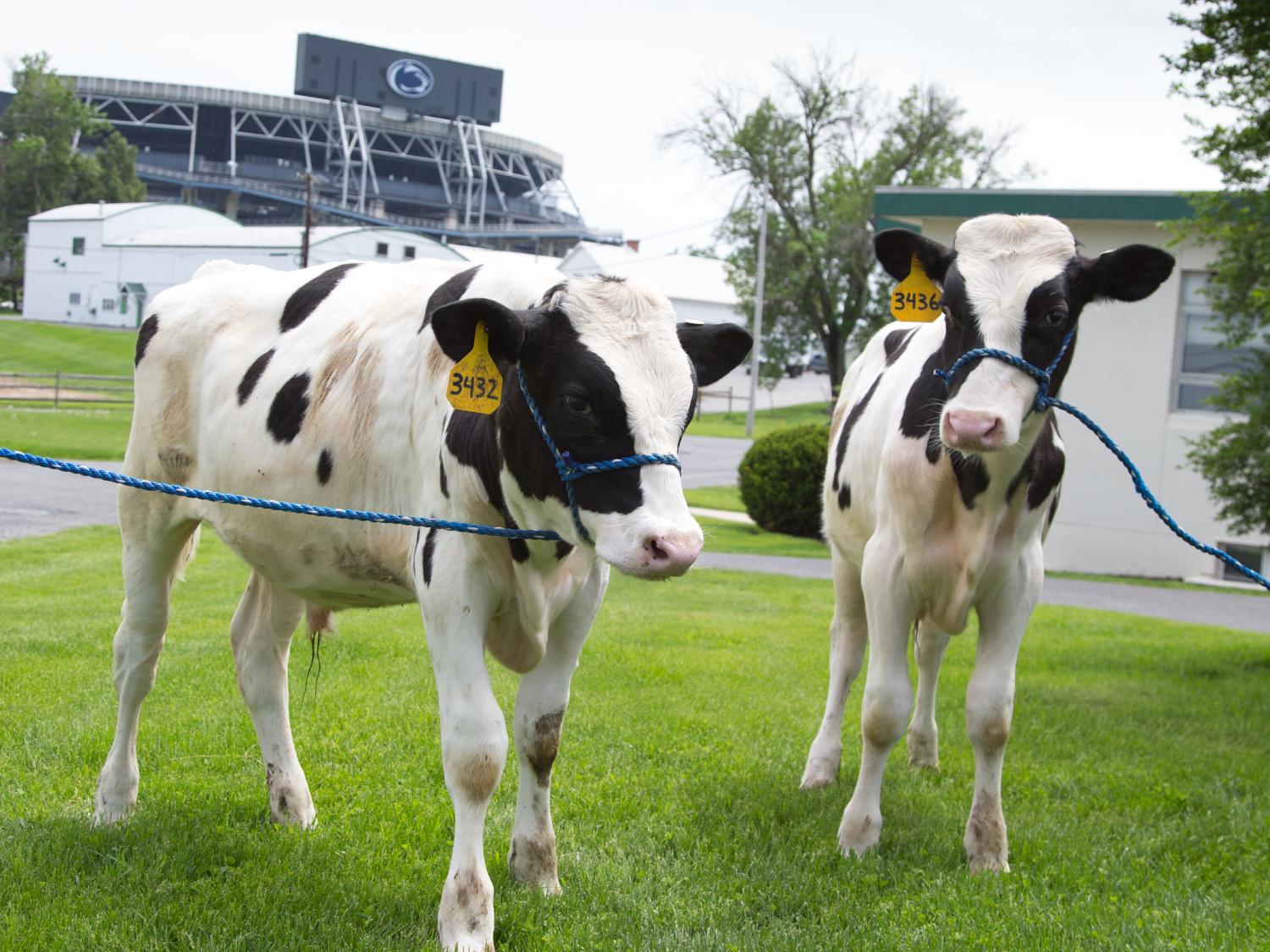 Holsteins one