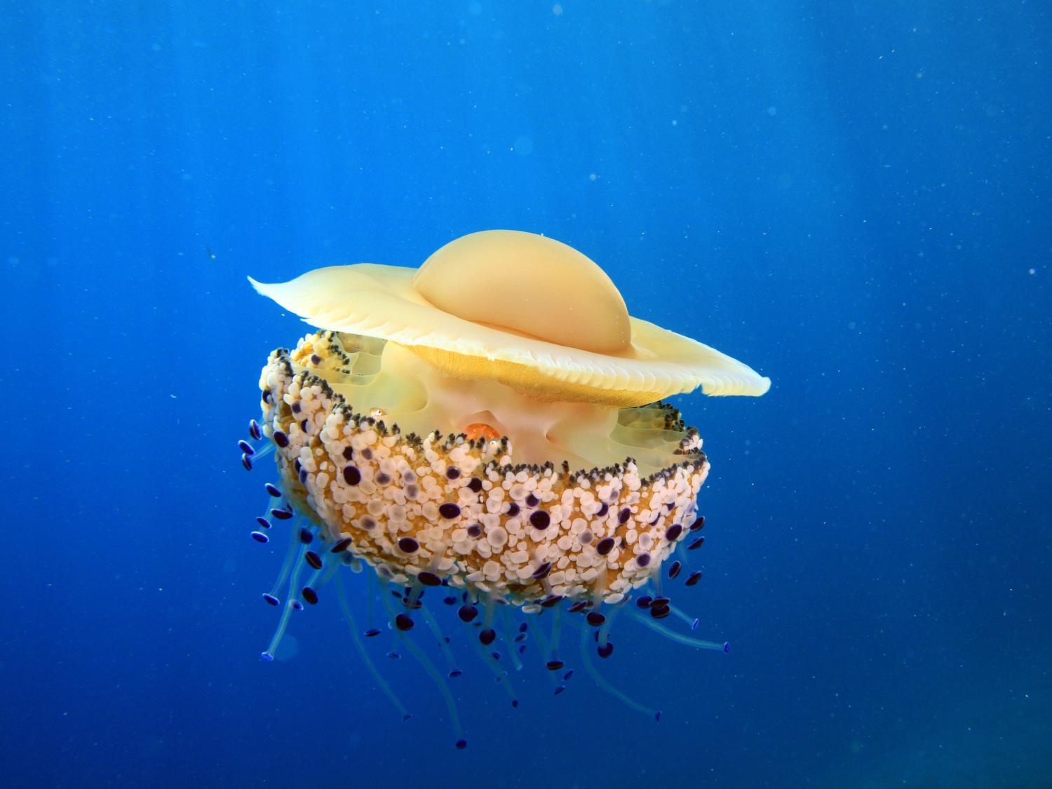 Jellyfish floating in water column