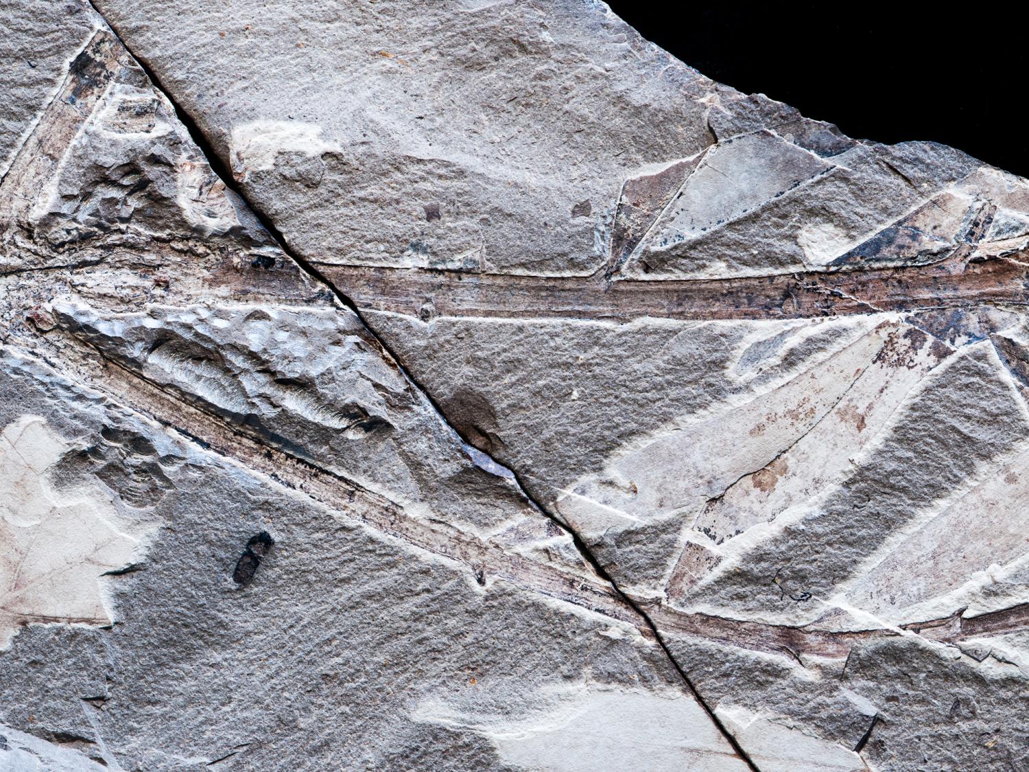 leaf fossil