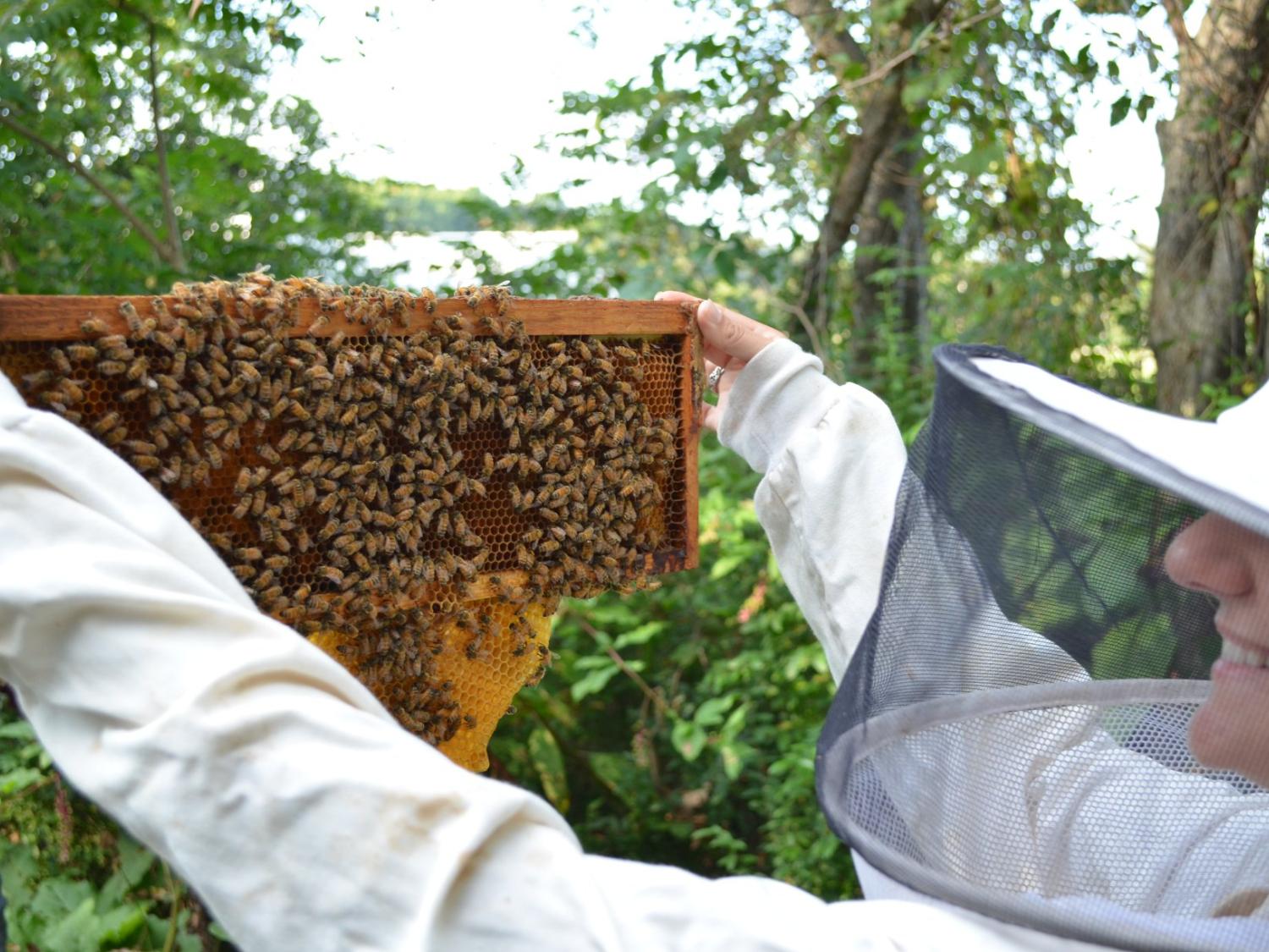 Beekeeping Club
