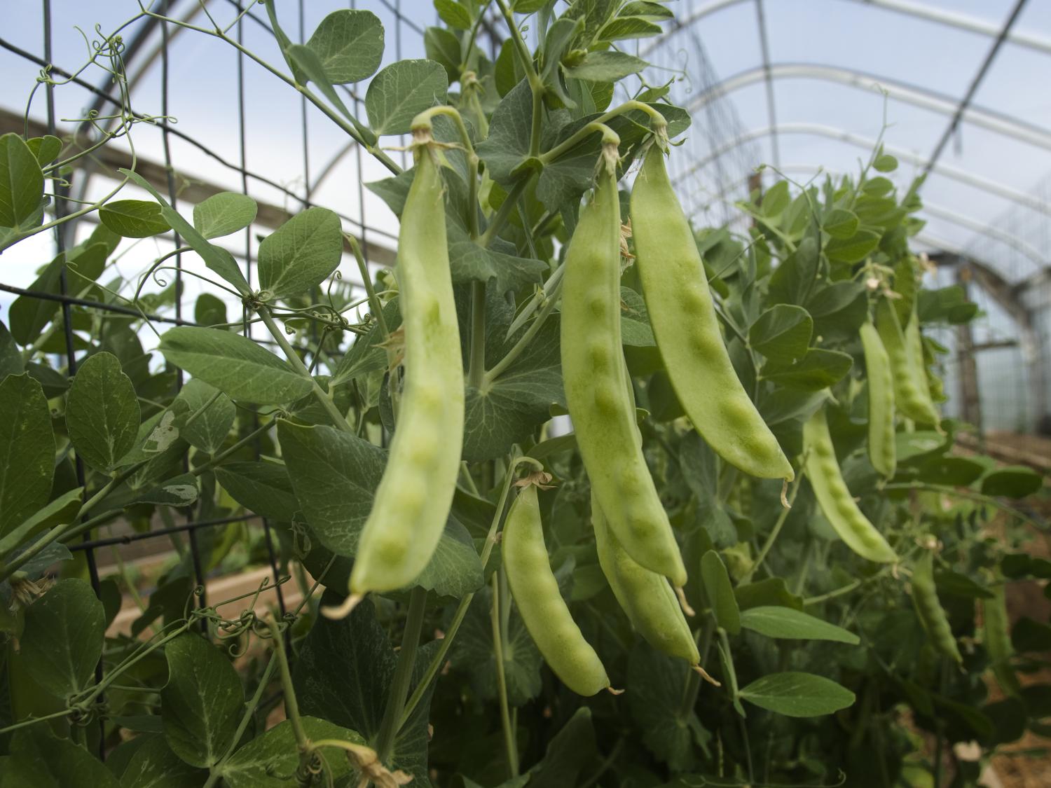 Sugar snap peas on the vine