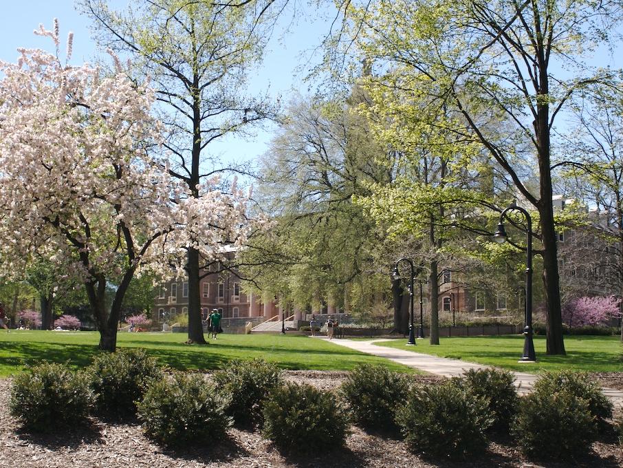 Campus trees bloom outside Old Main