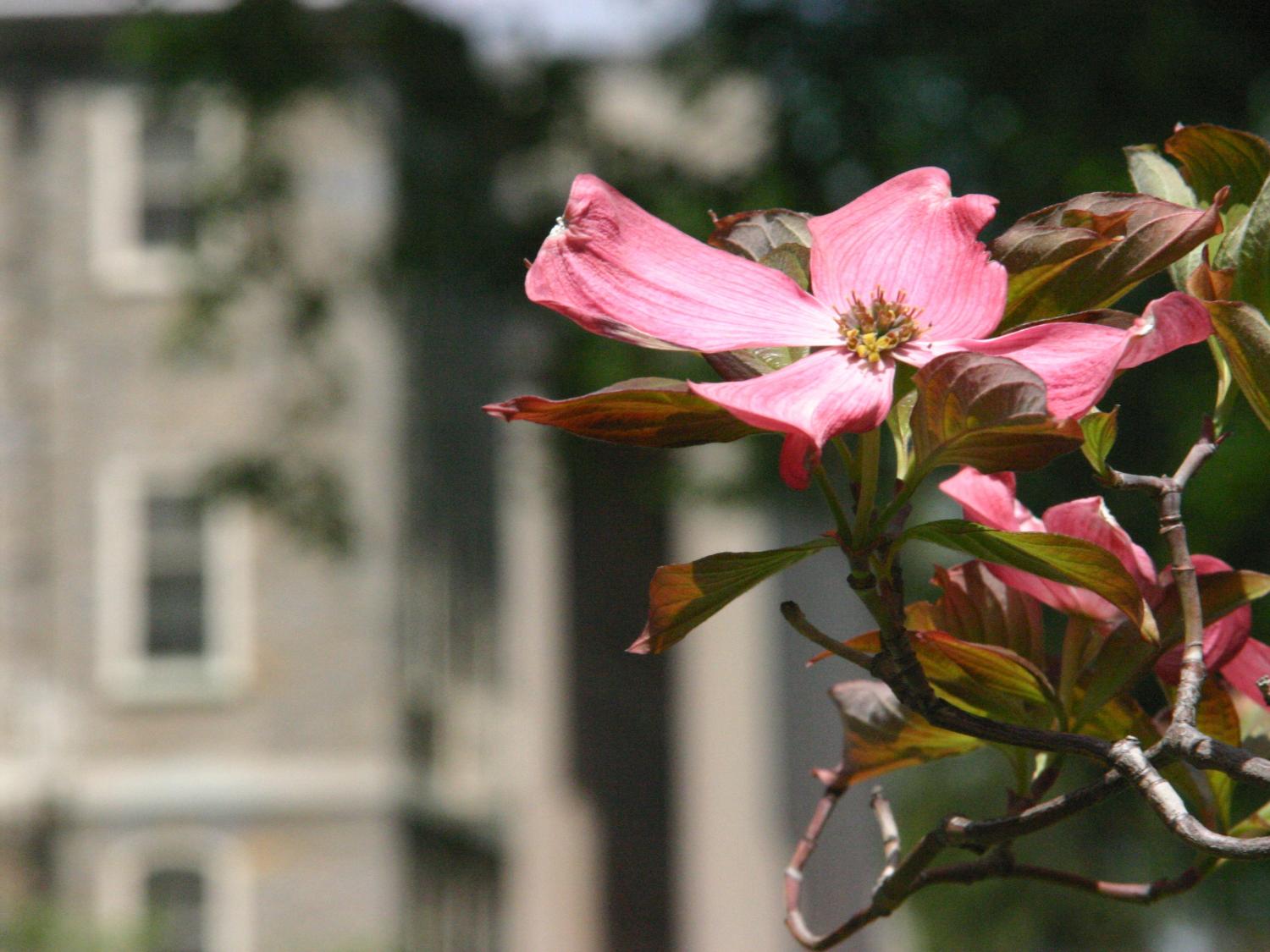 dogwood