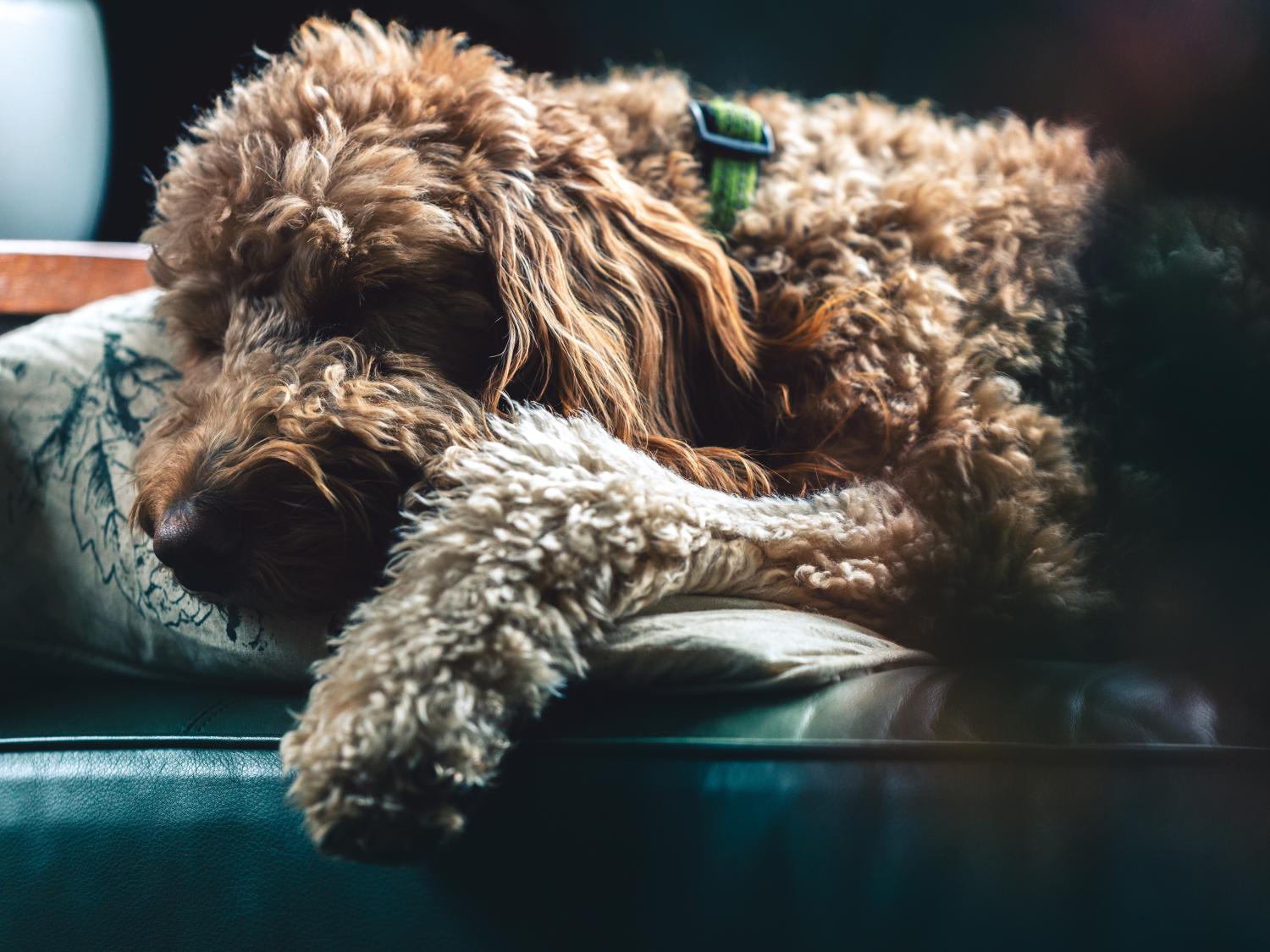 Avery Belser, "Snoozy Lucy" 