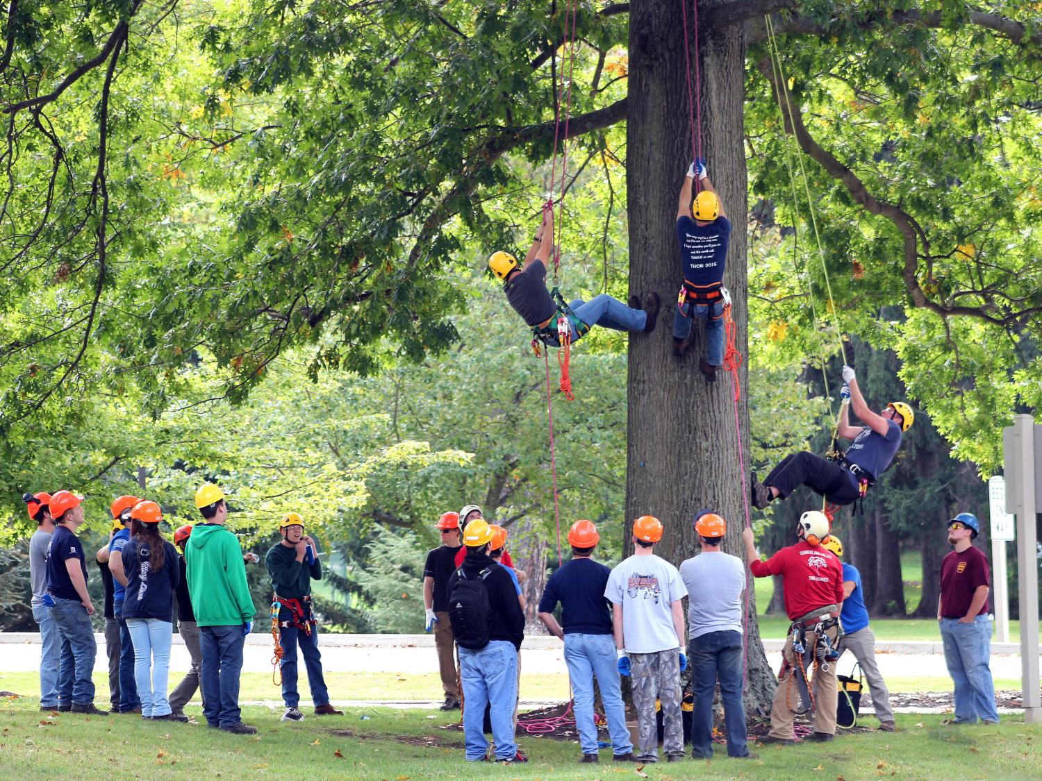 Students climb tree at Mont Alto