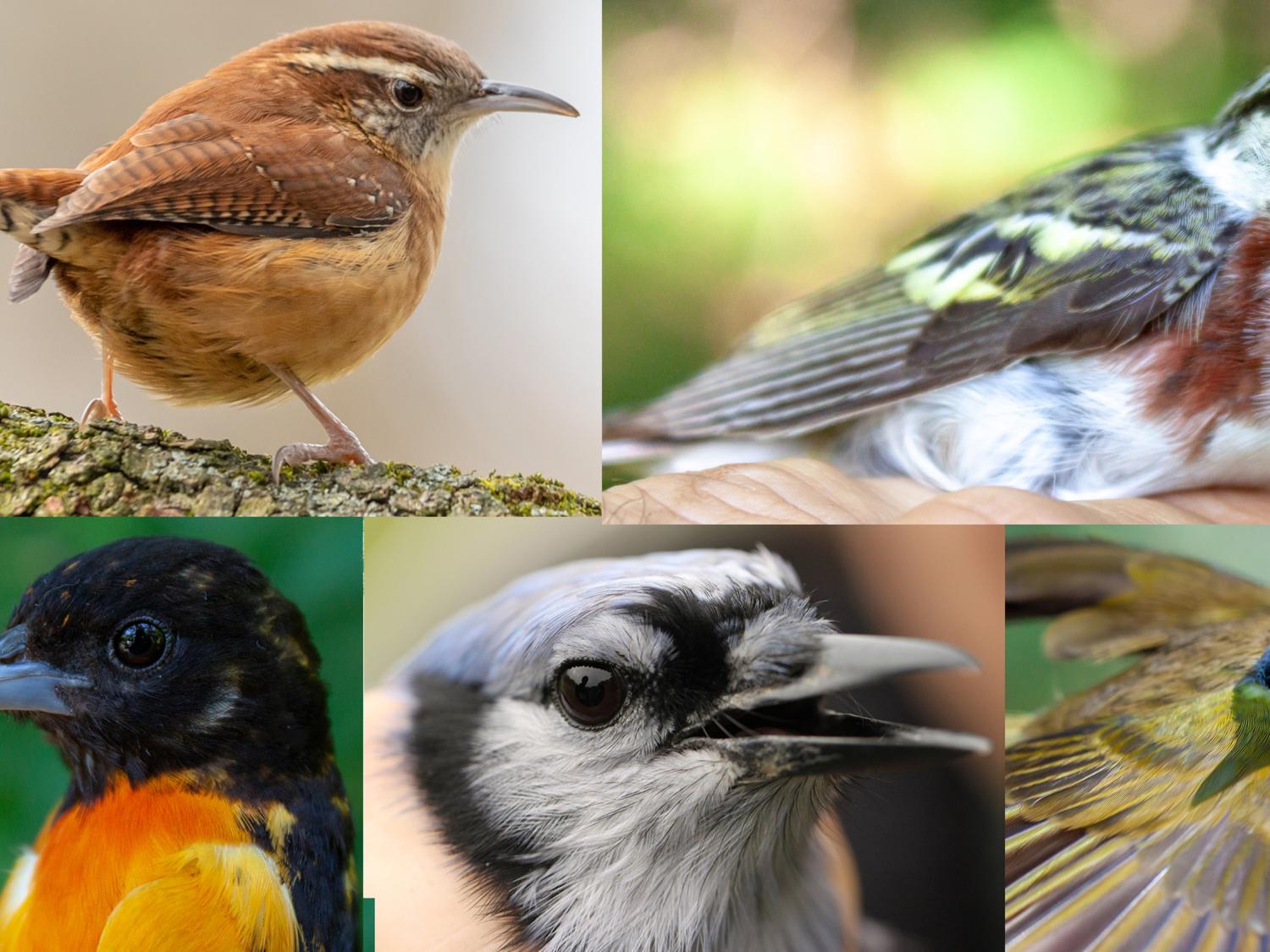 5 birds