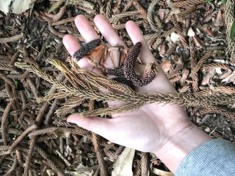 hand holding plant pieces