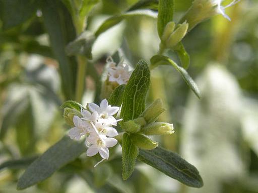 stevia plant and flowers