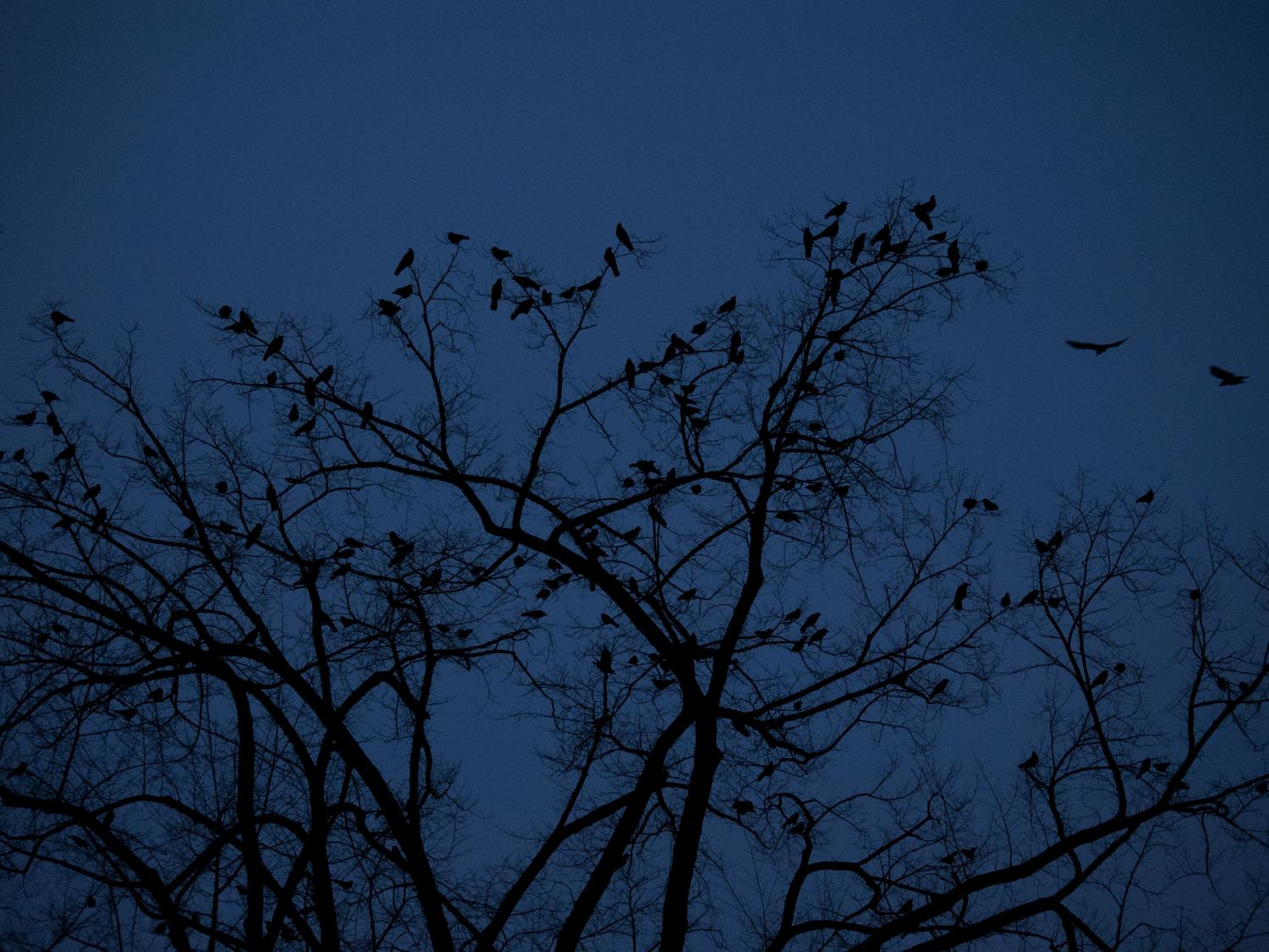Roosting Crows