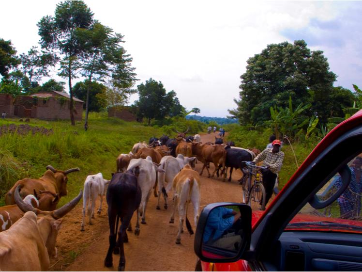 cattle
