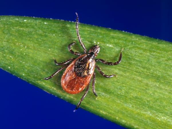 Blacklegged tick