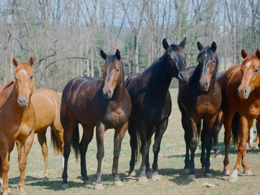 Penn State Quarter Horses 