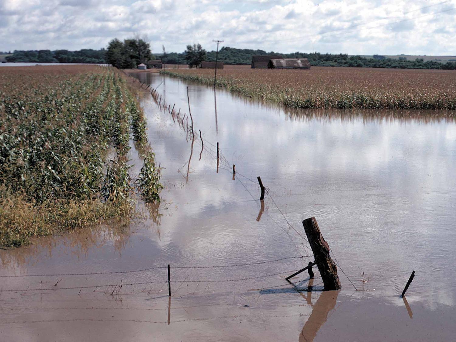 Flooded cornfield