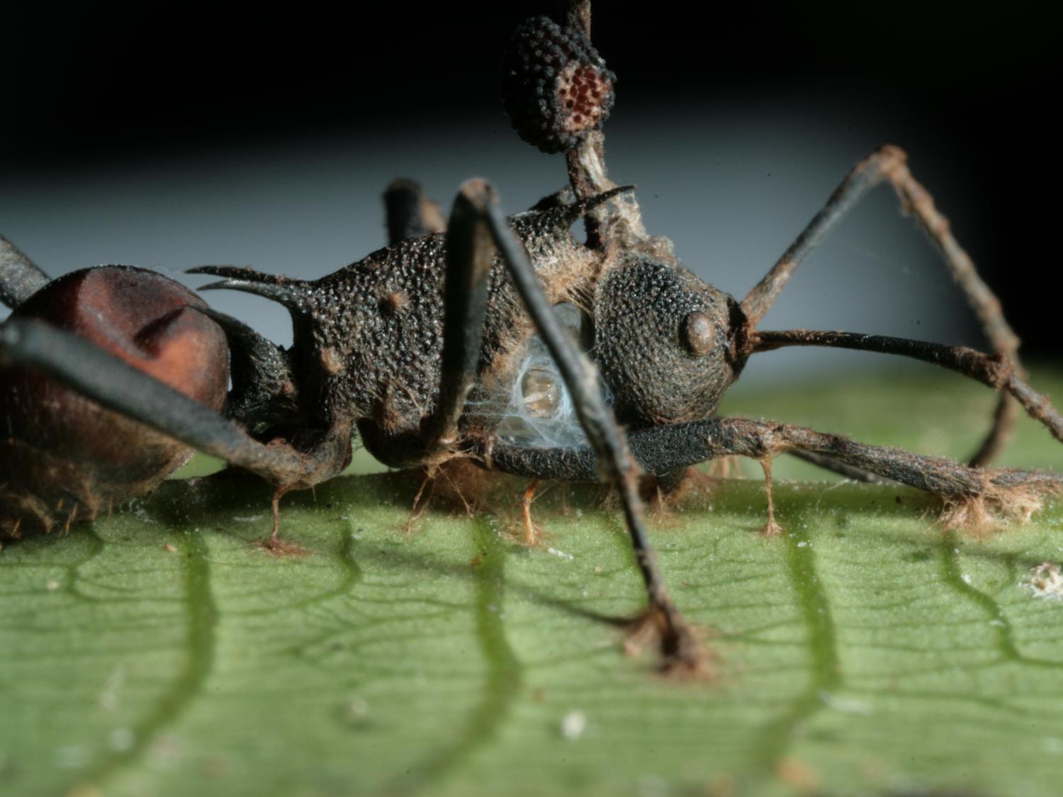 Getting to the bottom of the zombie ant phenomenon | Penn State