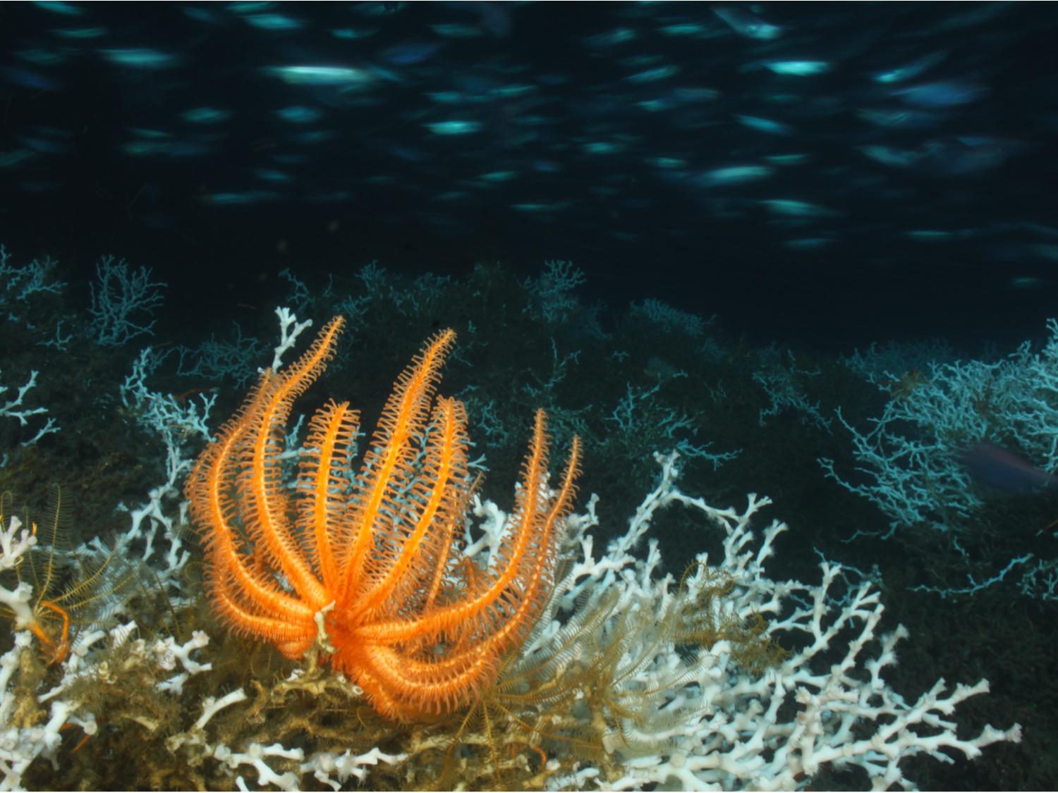 A reef formed by the coral species Lophelia pertusa at 450m below the surface of the Gulf of Mexico.