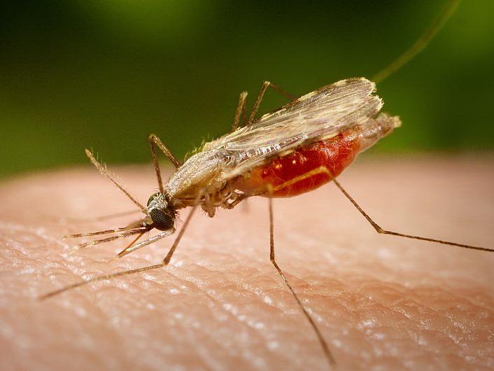 Malaria mosquito