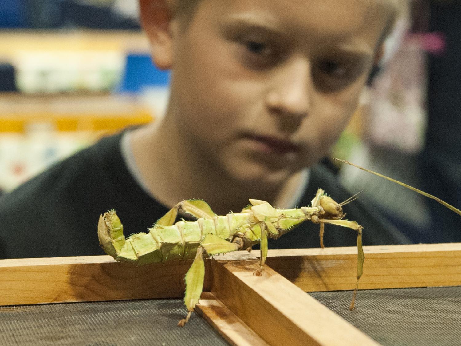 penn state insect fair 2012