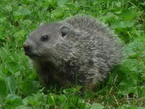 groundhog