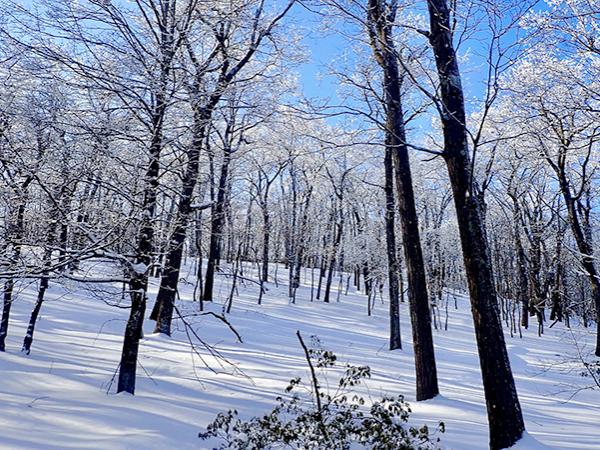A snowy scene in the woods