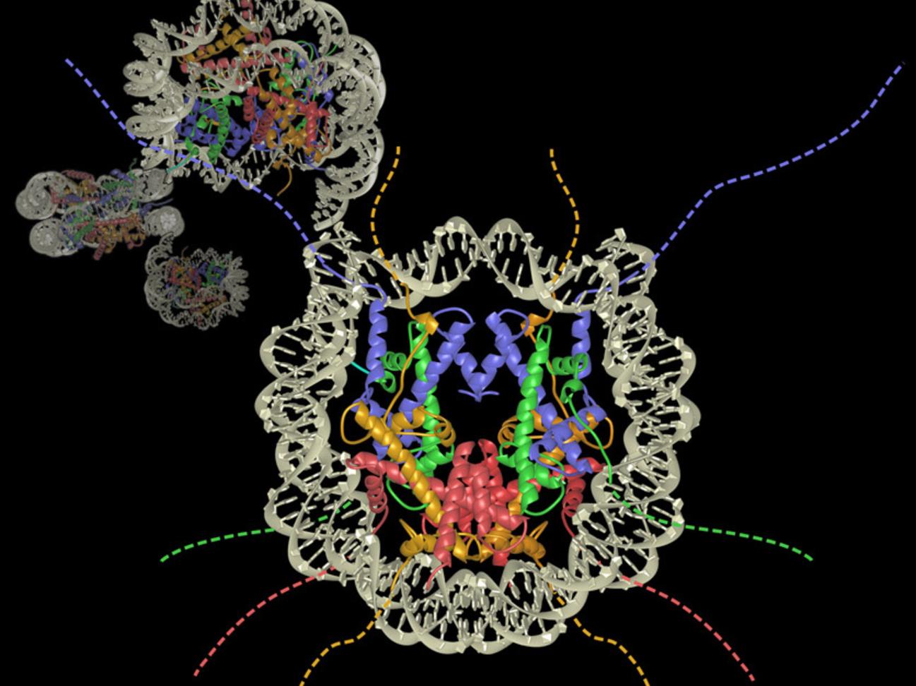 DNA wound around colored histone proteins