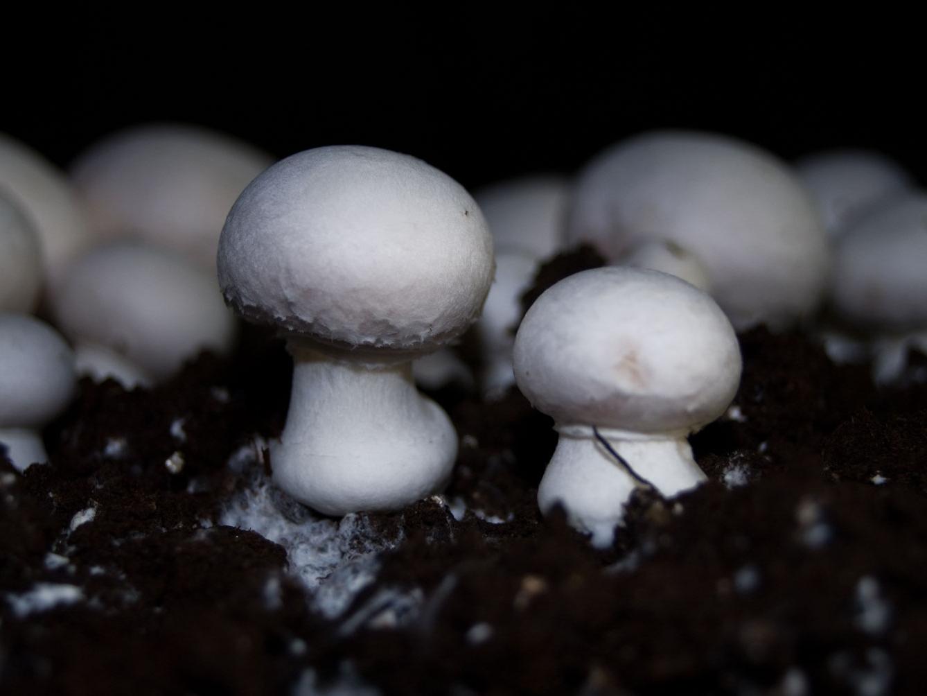close-up growing mushrooms