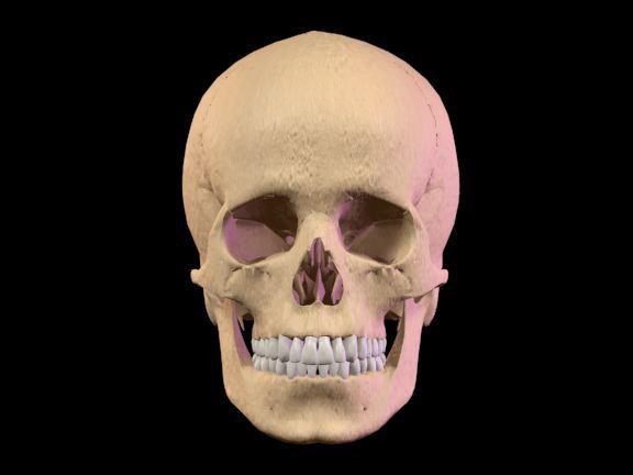 digital image simulating a human skull with facial structure as front view 