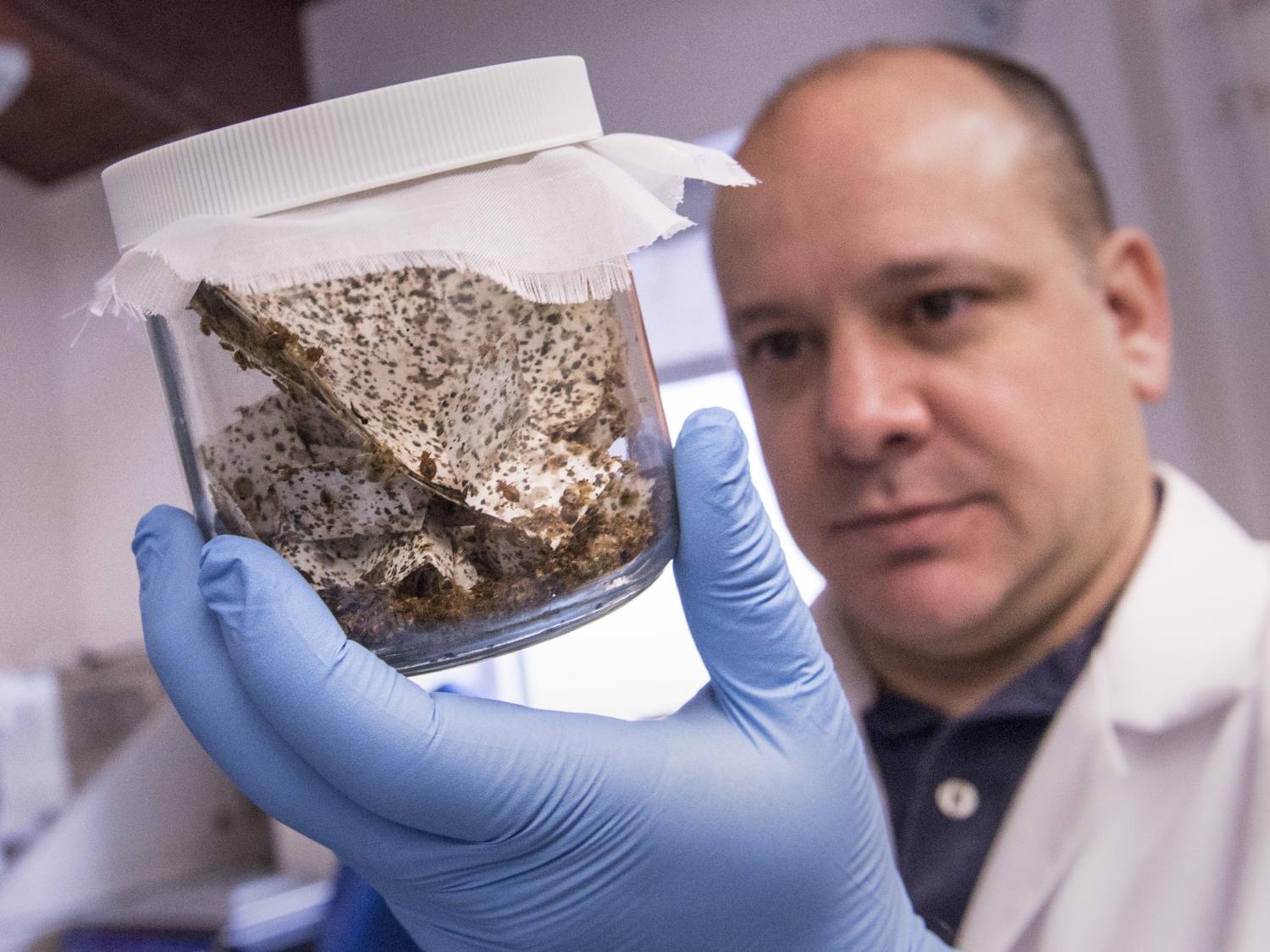 Close up Bedbugs jar