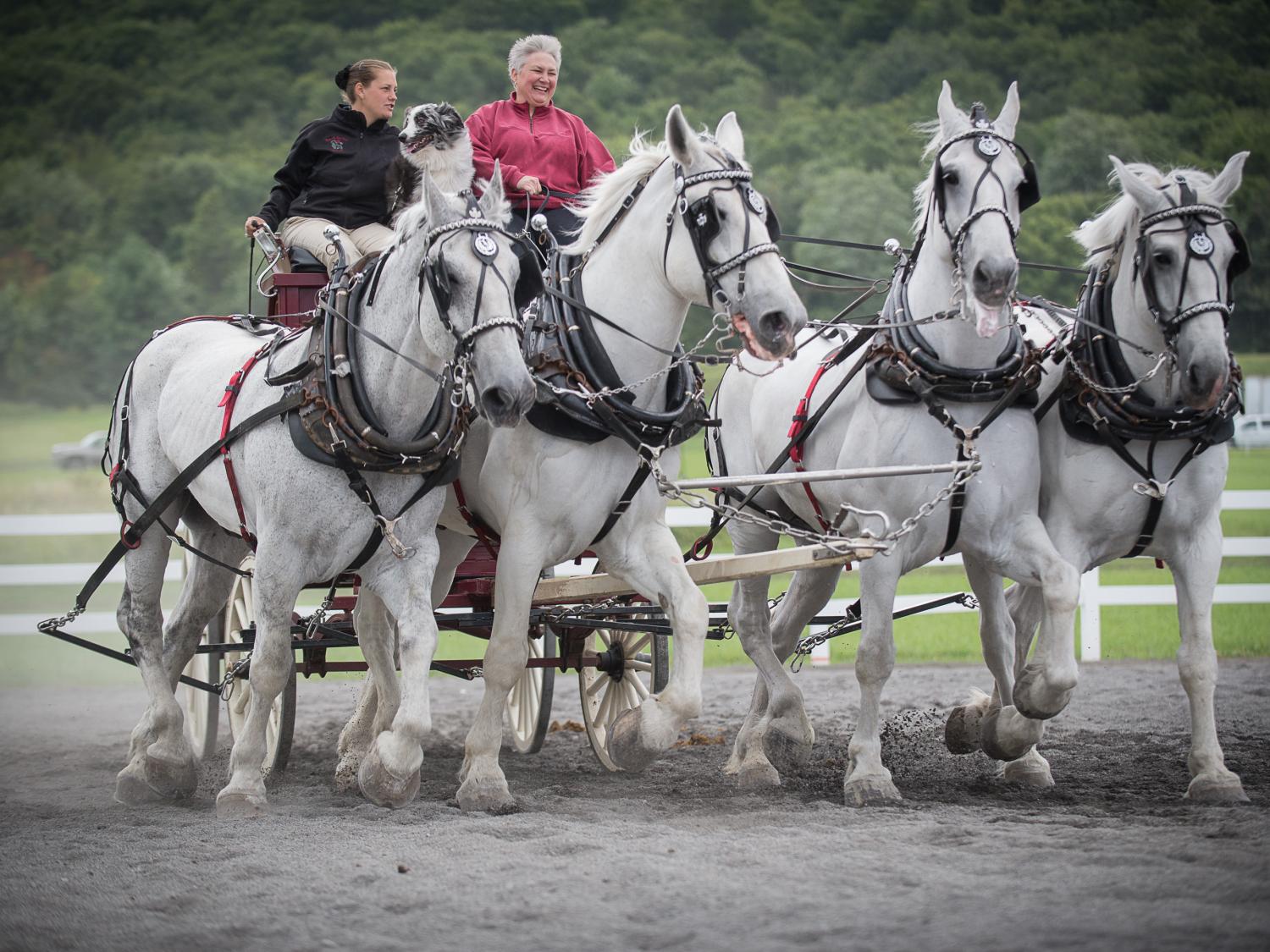 Ag Progress Days draft horse hitch