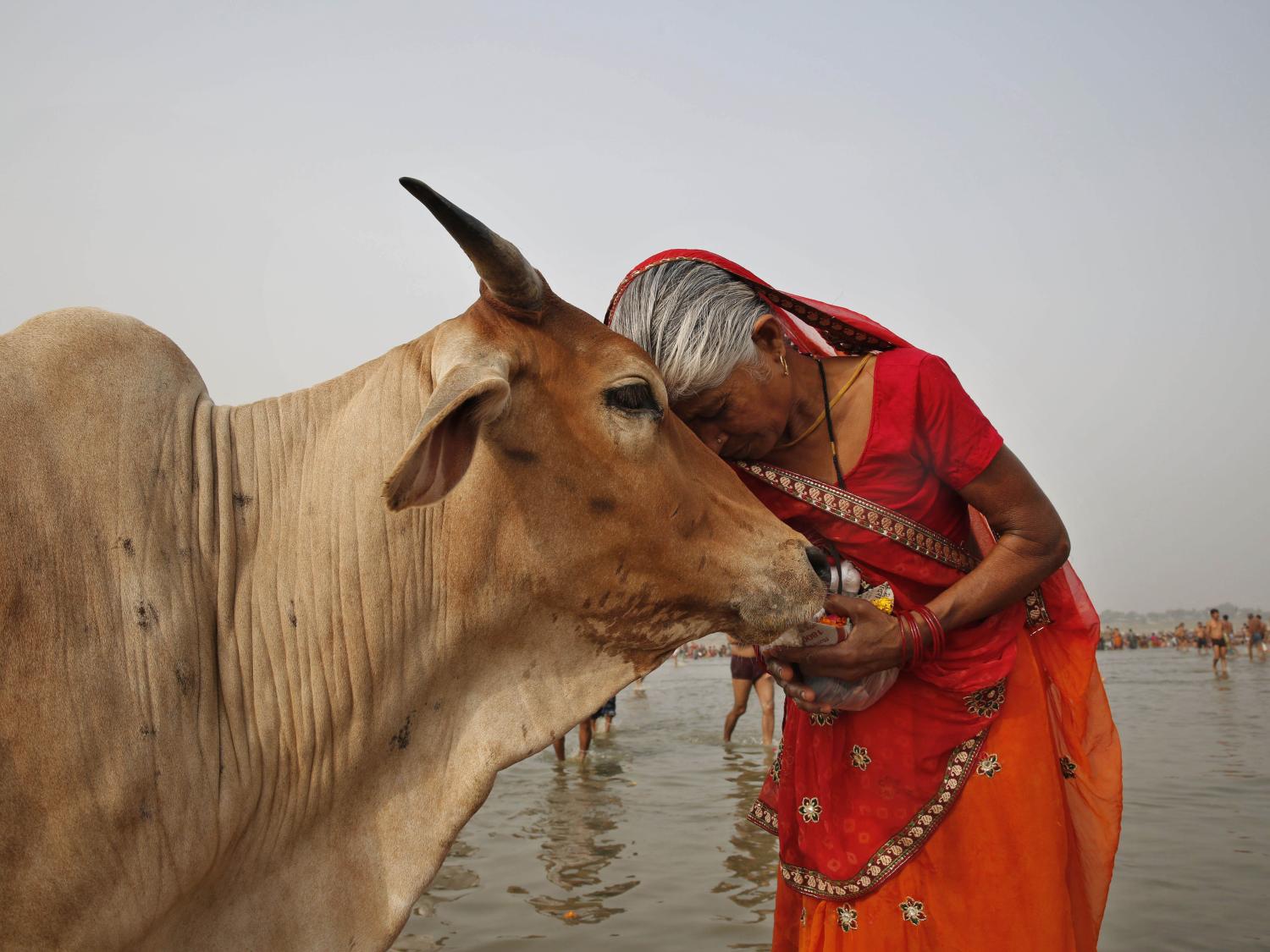 woman and cow
