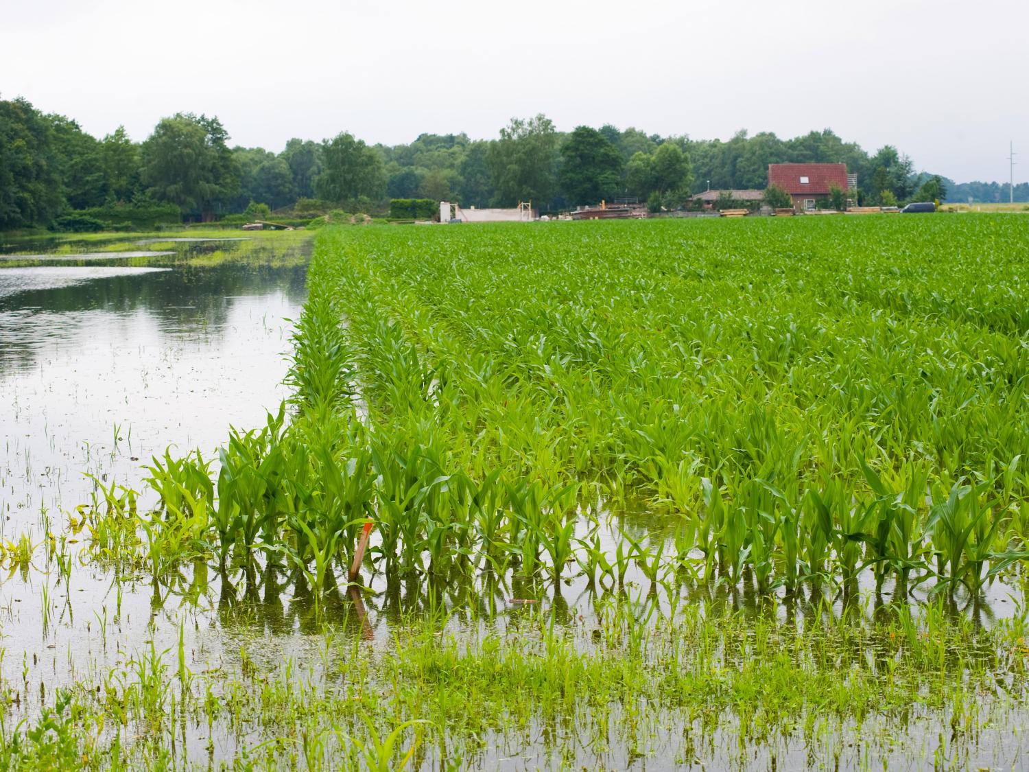 Flooded corn field
